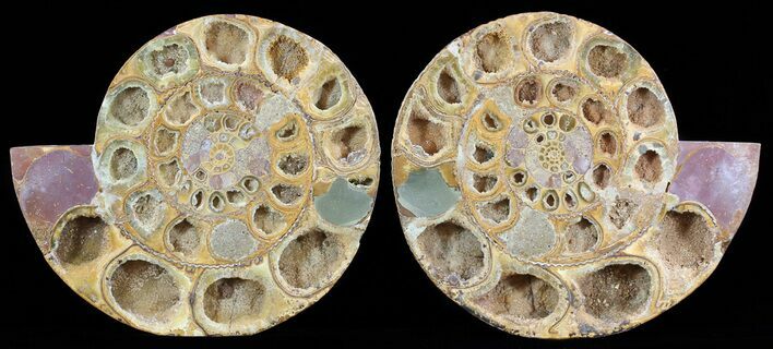 Cut & Polished Perisphinctes Ammonite - Madagascar #51250
